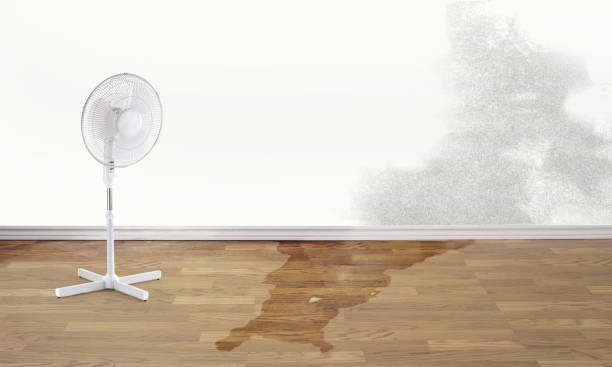 Best Water damage cleanup near me  in Fairview, MT