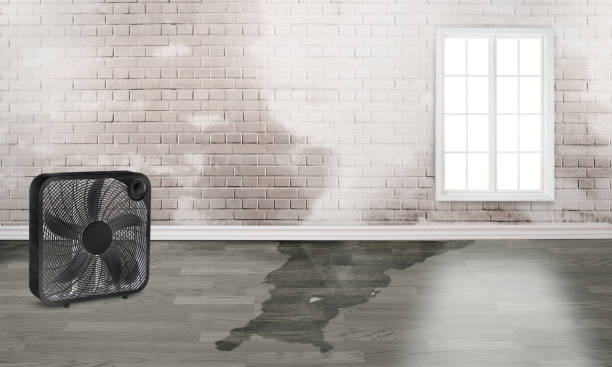 Best Water damage restoration near me  in Fairview, MT